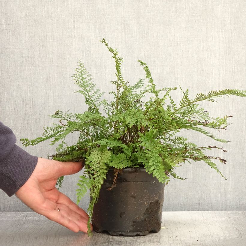 Esemplare di Polystichum setiferum Herrenhausen - Felce setifera Vaso da 2L/3L come consegnato in autunno