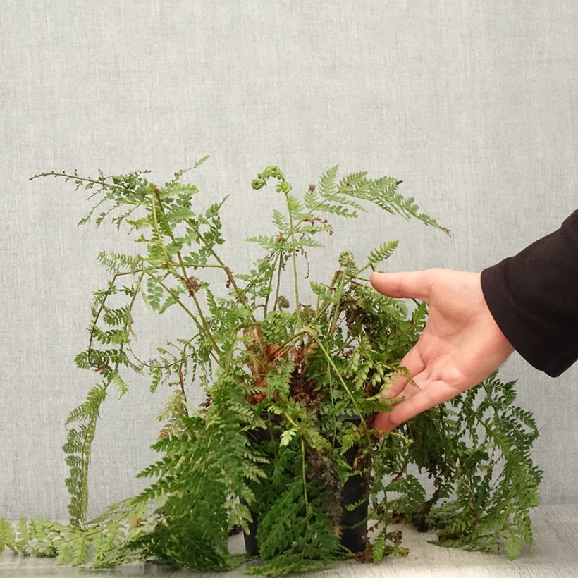 Polystichum setiferum Herrenhausen - Felce setifera Vaso da 2L/3L esemplare consegnato in primavera