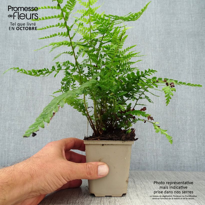 Esemplare di Polystichum setiferum Dahlem - Felce setifera Vasetto da 8/9 cm come consegnato in autunno