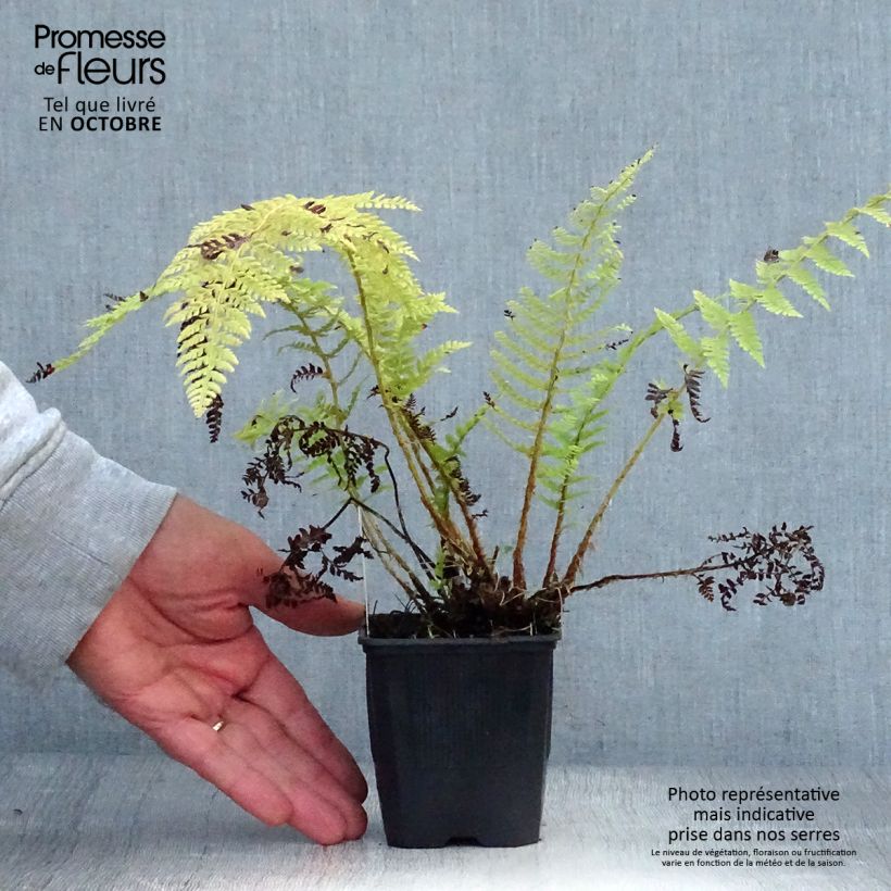 Esemplare di Polystichum setiferum - Felce setifera Vasetto da 8/9 cm come consegnato in autunno