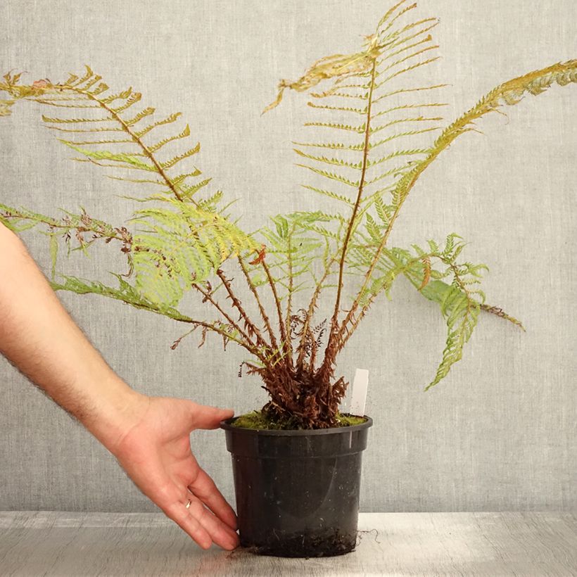 Esemplare di Polystichum setiferum Plumosum Bevis - Felce setifera Vaso da 2L/3L come consegnato in autunno