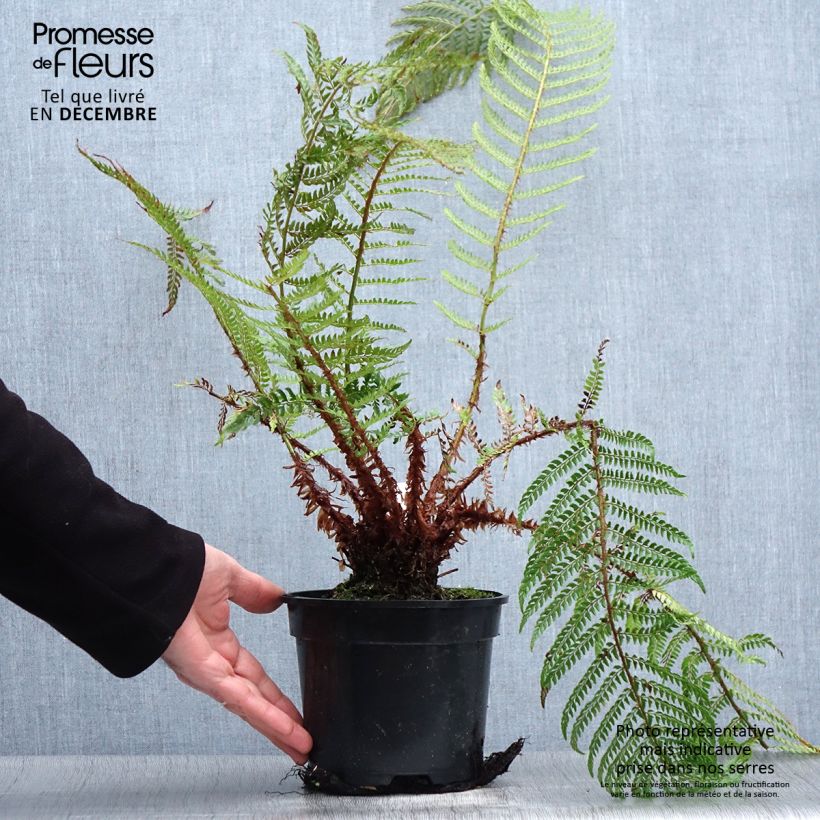 Polystichum setiferum Plumosum Bevis - Felce setifera Vaso da 2L/3L esemplare consegnato in inverno
