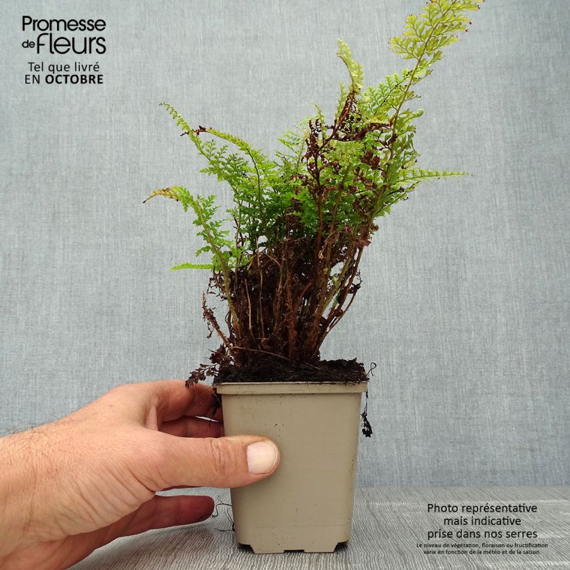Esemplare di Polystichum setiferum Plumosum Densum - Felce setifera Vasetto da 8/9 cm come consegnato in autunno