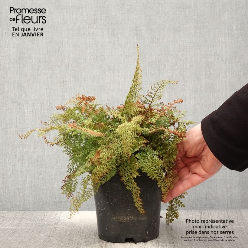 Polystichum setiferum Plumosum Densum - Felce setifera Vaso da 2L/3L esemplare consegnato in inverno