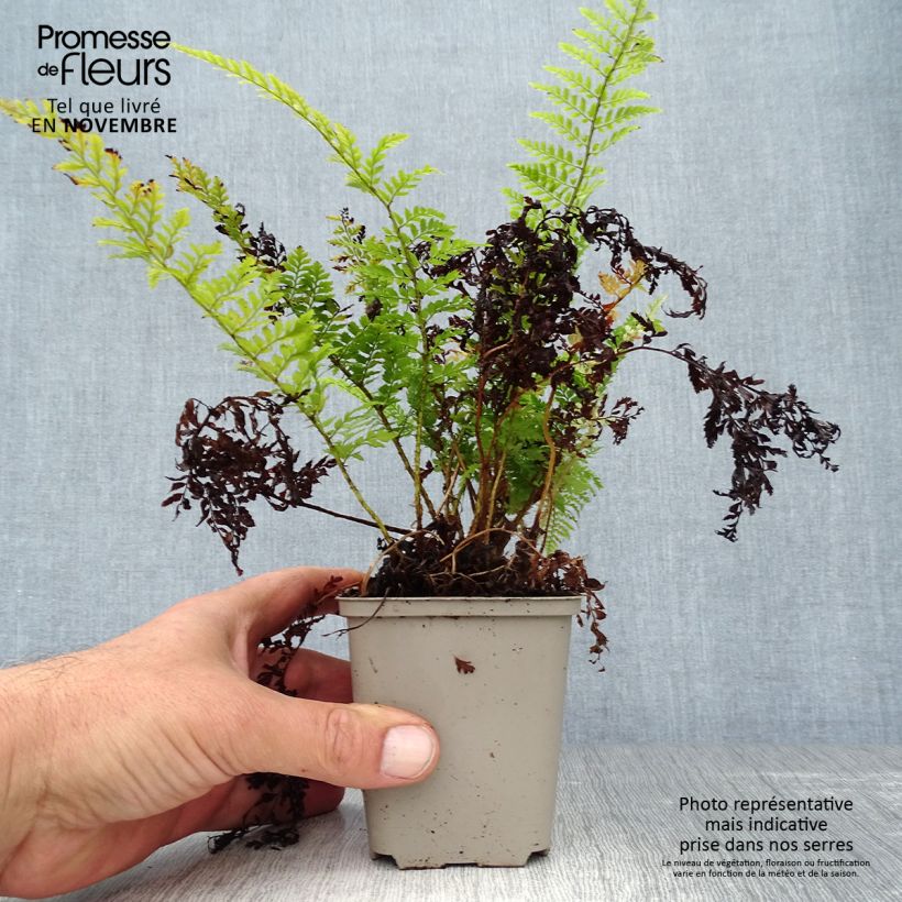 Esemplare di Polystichum setiferum Proliferum - Felce setifera Vasetto da 8/9 cm come consegnato in autunno