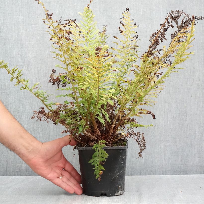 Esemplare di Polystichum setiferum Proliferum - Felce setifera Vaso da 2L/3L come consegnato in autunno