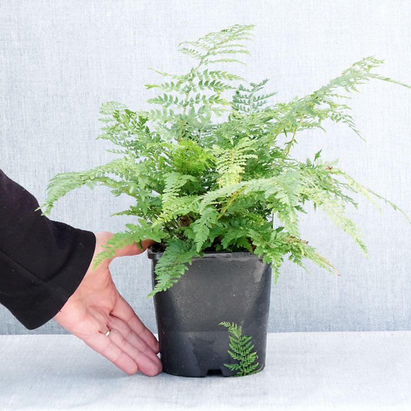 Polystichum setiferum Proliferum - Felce setifera Vaso da 2L/3L esemplare consegnato in inverno