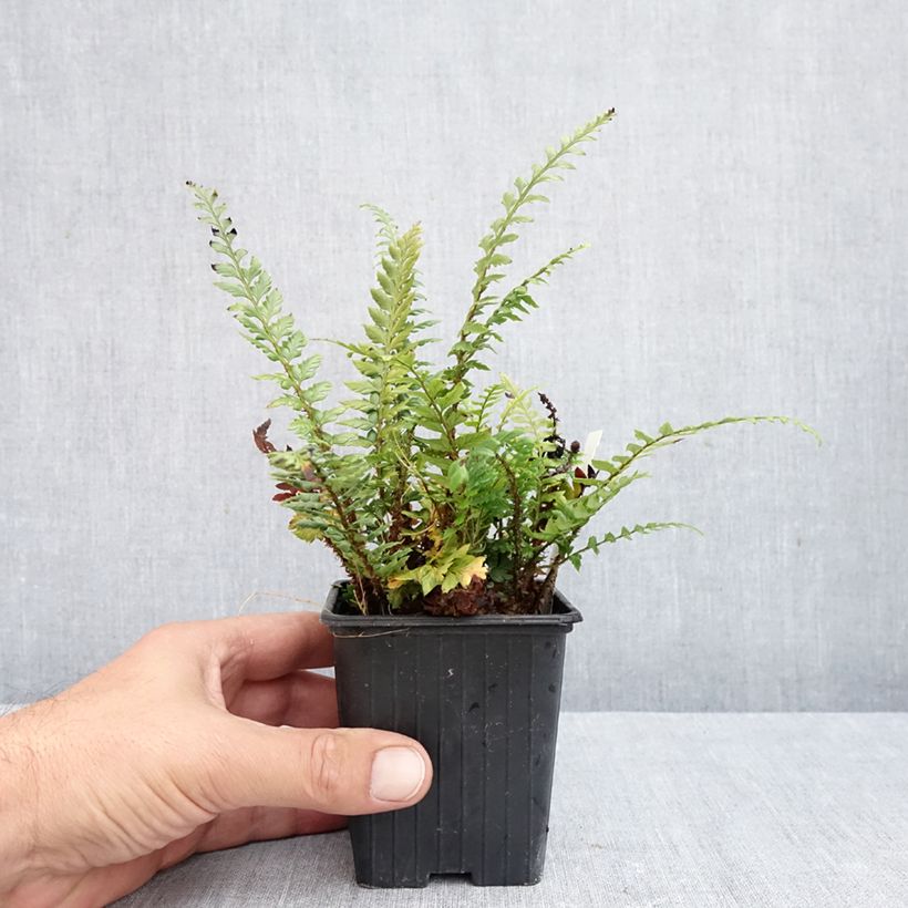 Esemplare di Polystichum Shiny Holy Fern Vasetto da 8/9 cm come consegnato in autunno