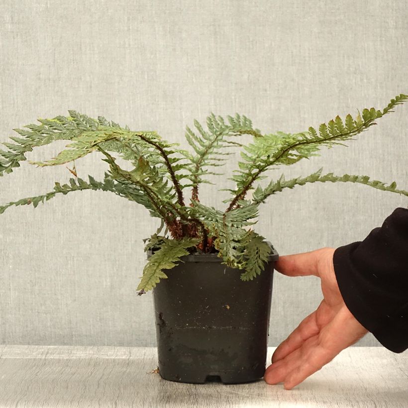 Esemplare di Polystichum Shiny Holy Fern Vaso da 2L/3L come consegnato in autunno