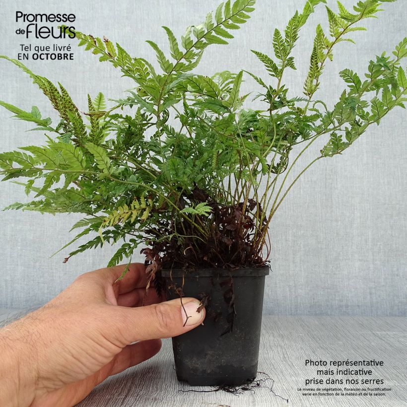 Esemplare di Polystichum tsus-simense Vasetto da 8/9 cm come consegnato in autunno