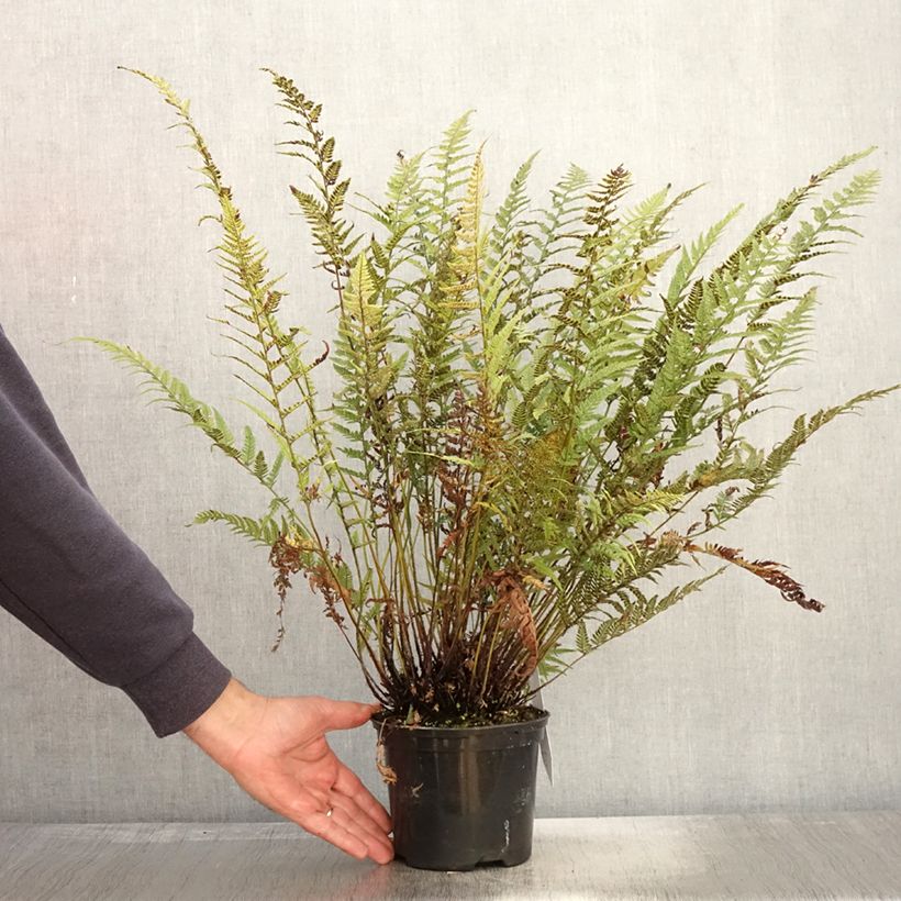 Esemplare di Polystichum tsus-simense Vaso da 2L/3L come consegnato in autunno