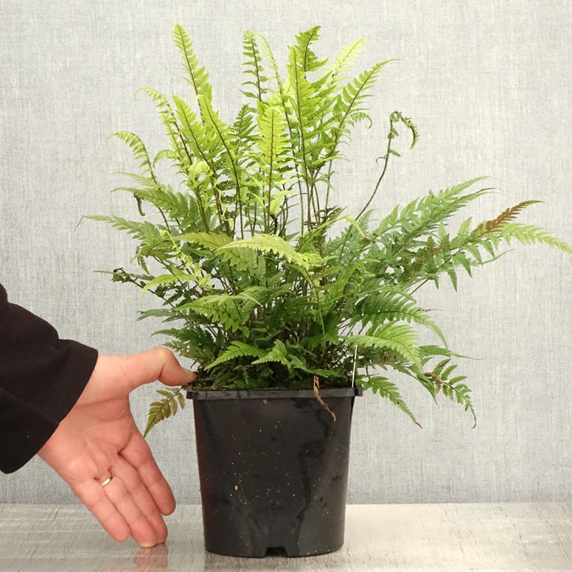 Polystichum tsus-simense Vaso da 2L/3L esemplare consegnato in primavera
