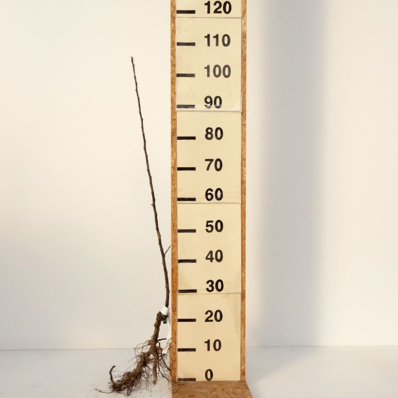 Melo Locard vert Piante grandi a radice nuda, Astone esemplare consegnato in inverno