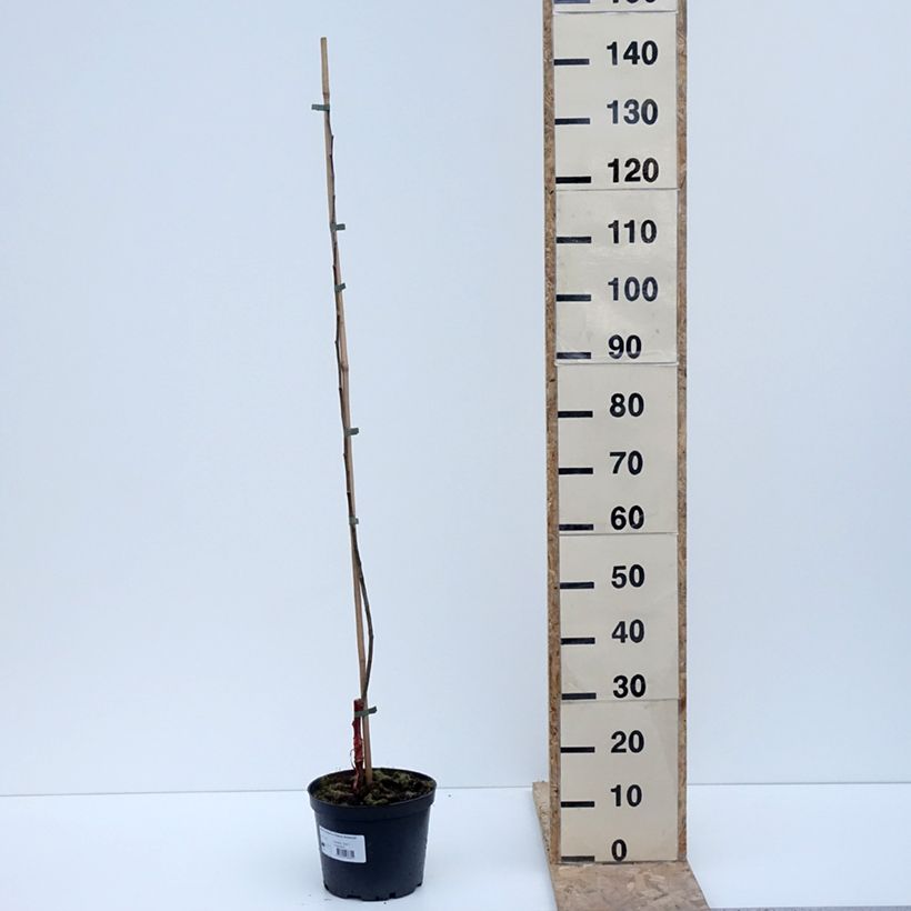 Melo Ananas Berżenicki Vaso da 4L/5L, Vasetto esemplare consegnato in inverno