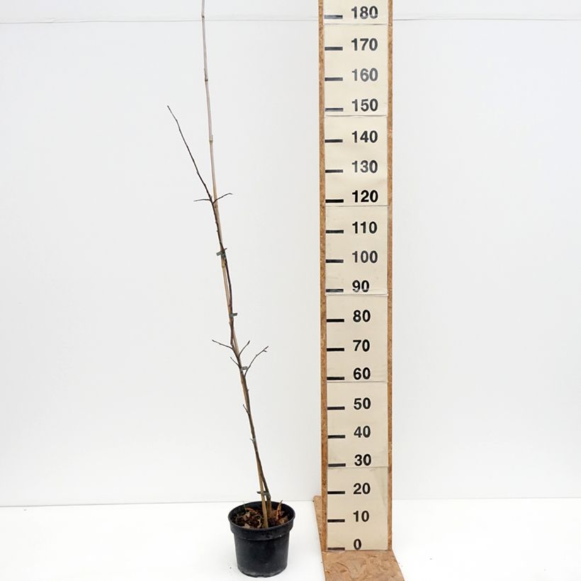 Esemplare di Melo Antonówka Półtorapoundowa Vaso da 4L/5L, Astone come consegnato in autunno