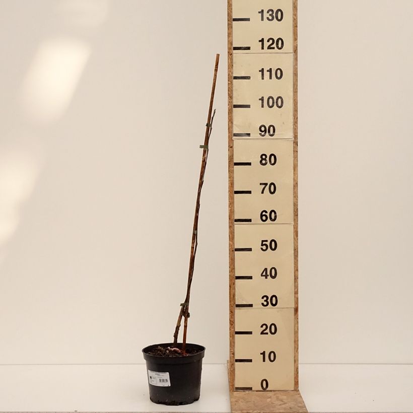 Melo Antonówka Zwykła Vaso da 4L/5L, Vasetto esemplare consegnato in inverno