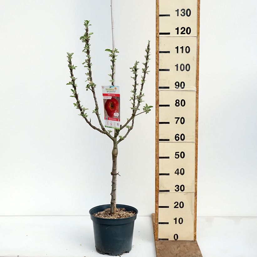 Melo Api Etoilé Vaso da 7,5L/10L, Vasetto esemplare consegnato in primavera