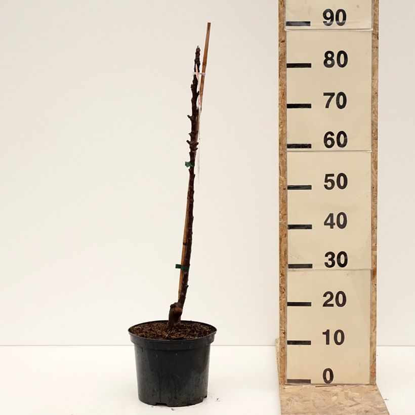 Melo nano Red Leaf Vaso da 4L/5L esemplare consegnato in inverno