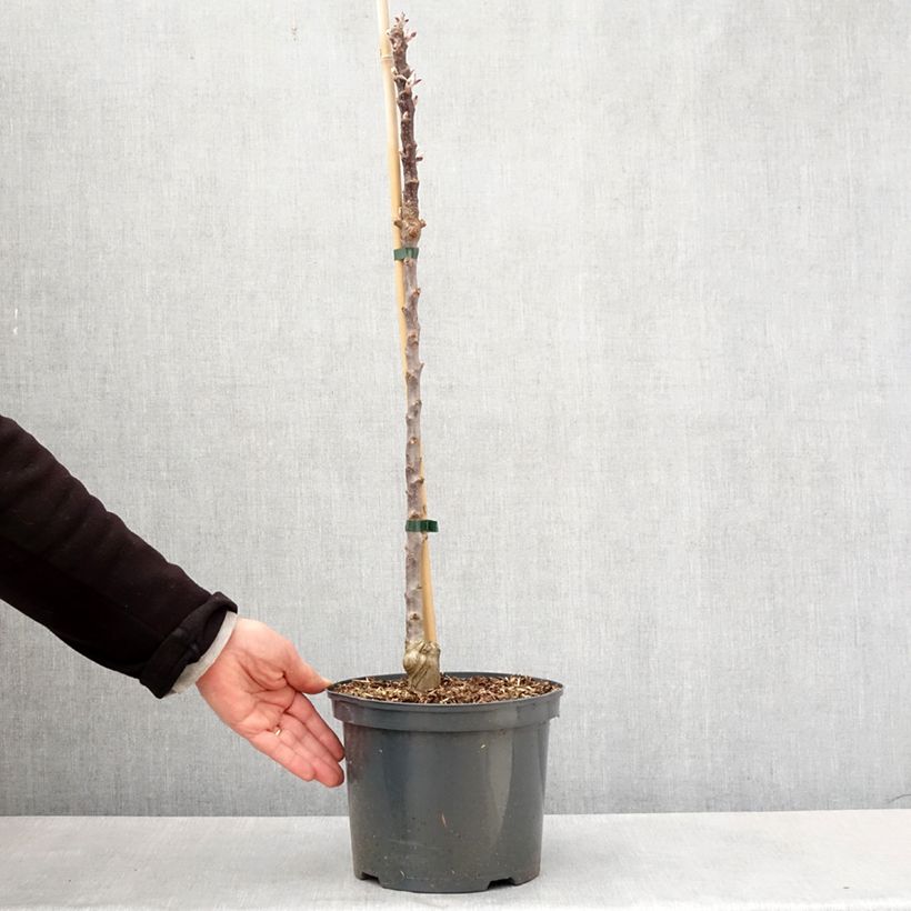 Melo nano Red Leaf Vaso da 4L/5L esemplare consegnato in primavera