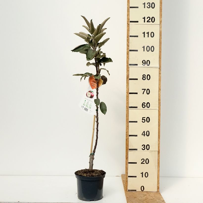 Esemplare di Melo nano Red Leaf Vaso da 4L/5L come consegnato in autunno