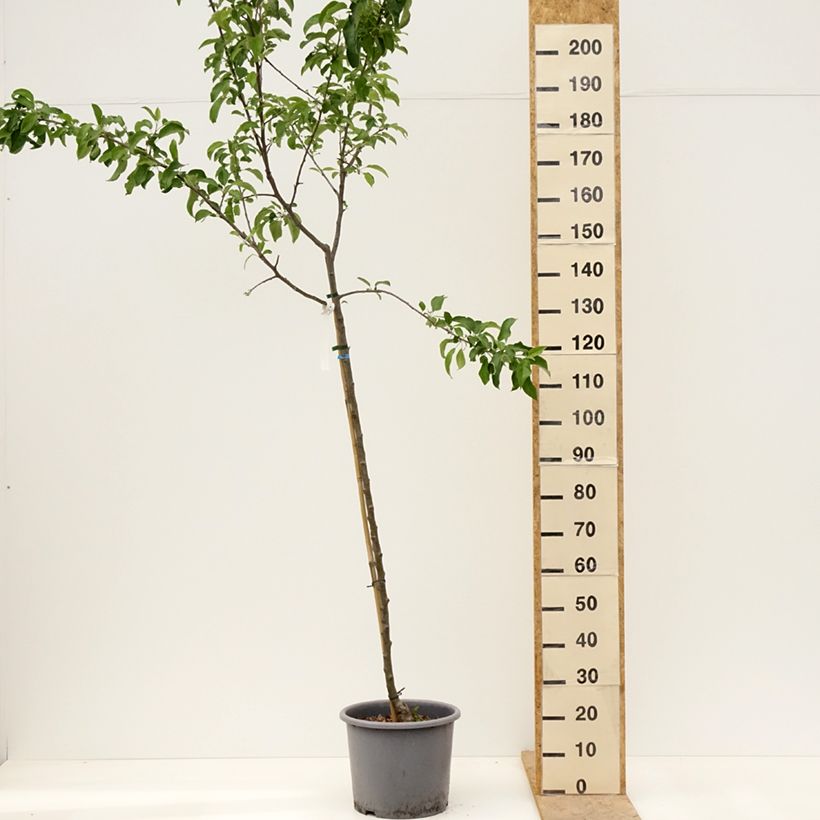 Melo Belchard ou Chantecler Vaso da 12L/15L, Vaso impalcato medio esemplare consegnato in primavera