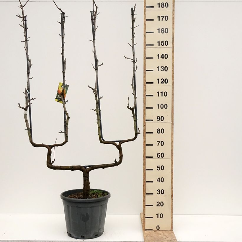 Melo Bella di Boskoop Vaso da 12L/15L, Palmetta a doppia U esemplare consegnato in inverno