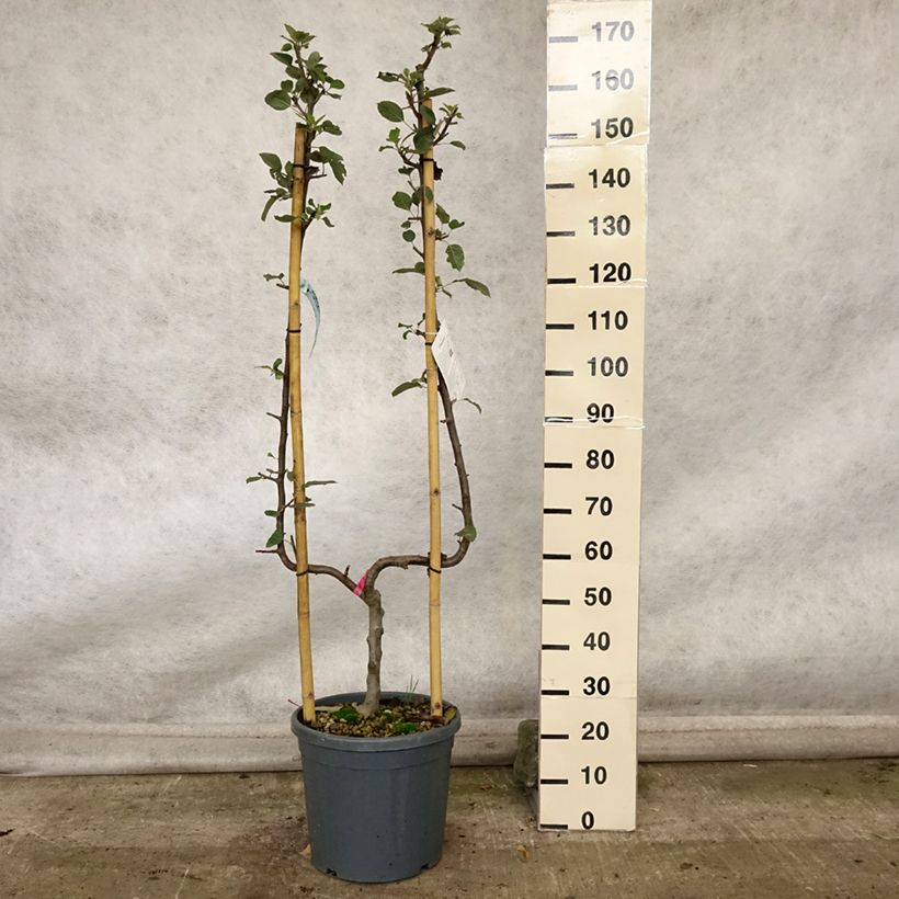 Esemplare di Melo Bella di Boskoop Vaso da 12L/15L, Palmetta singola a U come consegnato in autunno