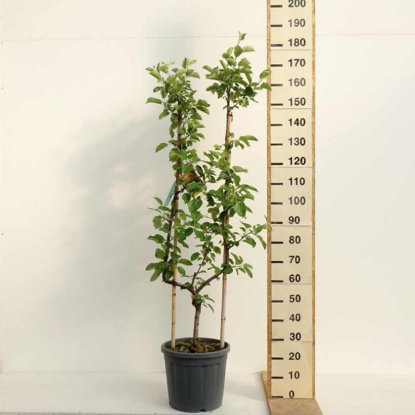 Melo Bella di Boskoop Vaso da 12L/15L, Palmetta singola a U esemplare consegnato in primavera