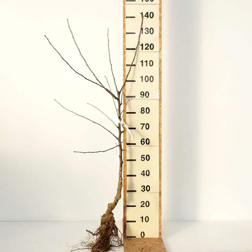 Melo Bella di Boskoop Piante grandi a radice nuda, Vasetto esemplare consegnato in inverno