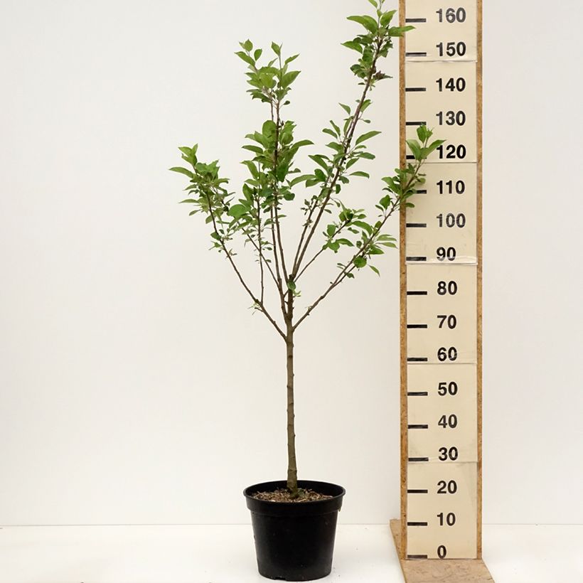 Melo Blush rosette Vaso da 7,5L/10L, Vasetto esemplare consegnato in primavera