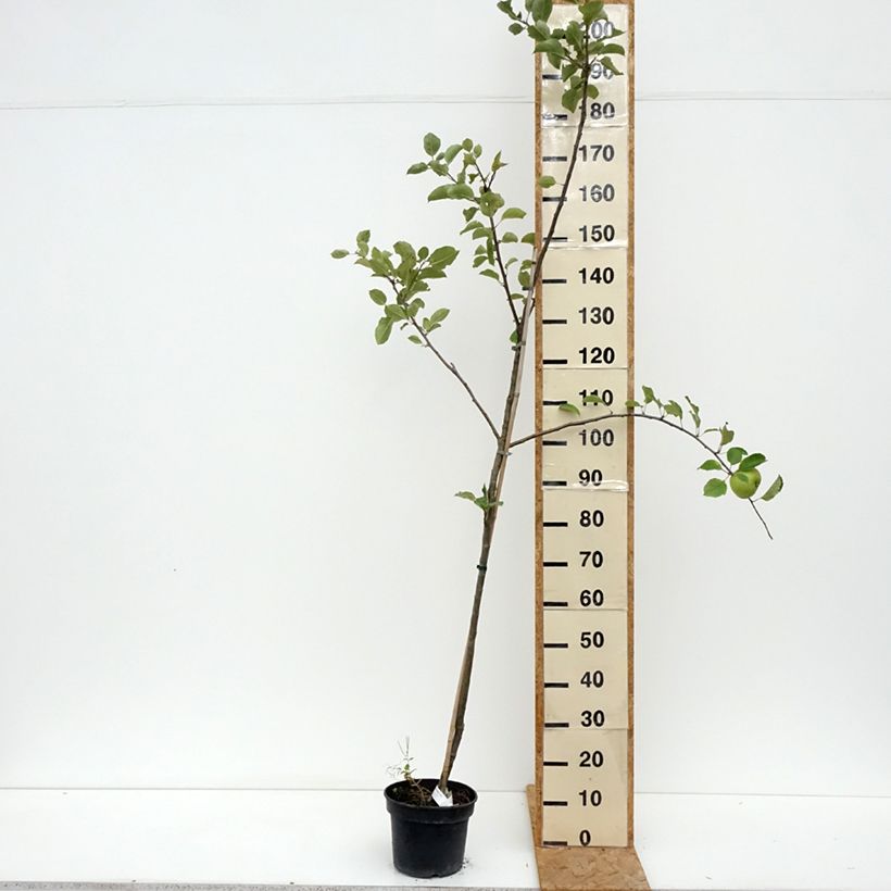 Esemplare di Melo Bramley's Seedling Vaso da 4L/5L, Vasetto consegnato in estate