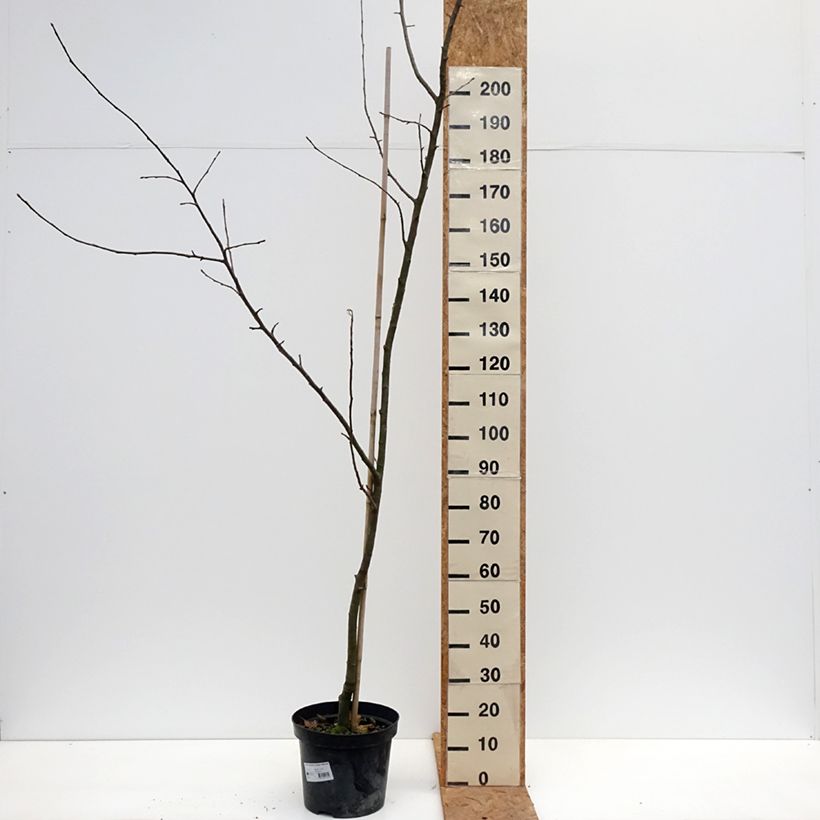 Esemplare di Melo Cesarz Wilhelm Vaso da 7,5L/10L, Astone come consegnato in autunno