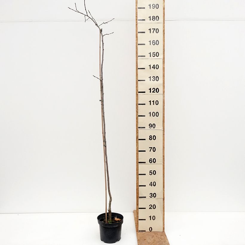 Esemplare di Melo Charłamowskie Vaso da 4L/5L, Astone come consegnato in autunno