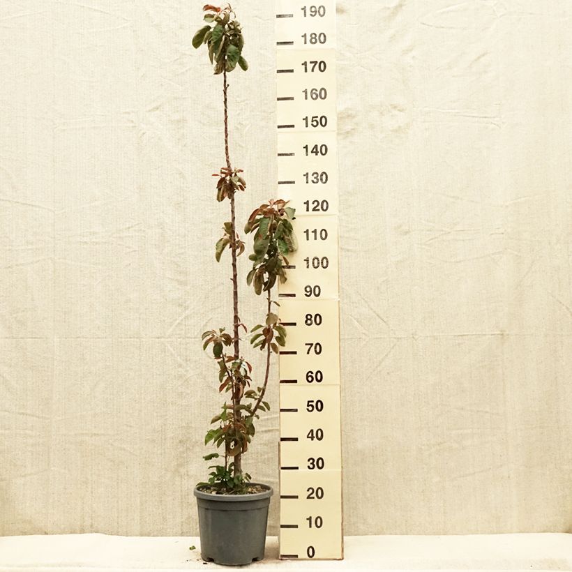 Melo colonnare Ballerina Maypole Vaso da 7,5L/10L, Colonnare esemplare consegnato in primavera