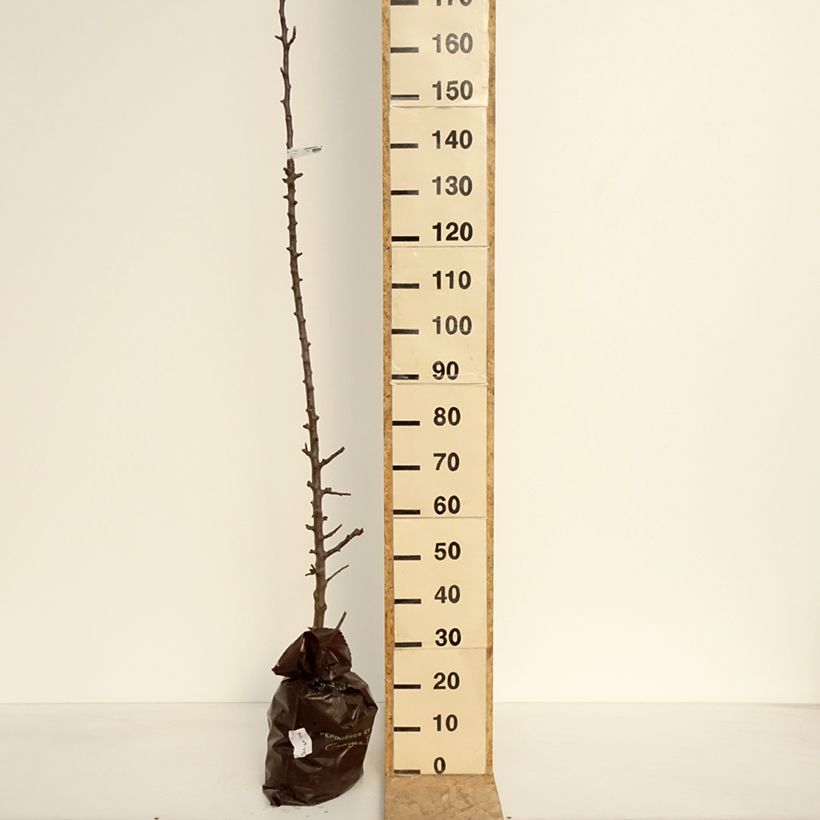 Melo colonnare Chenonceau delcoga Zolla 'Pronta da piantare', Colonnare esemplare consegnato in primavera