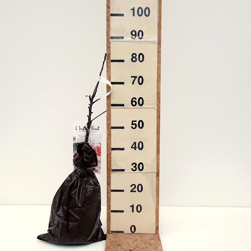 Esemplare di Melo colonnare Chinon Delcoblu Zolla 'Pronta da piantare', Colonnare come consegnato in autunno