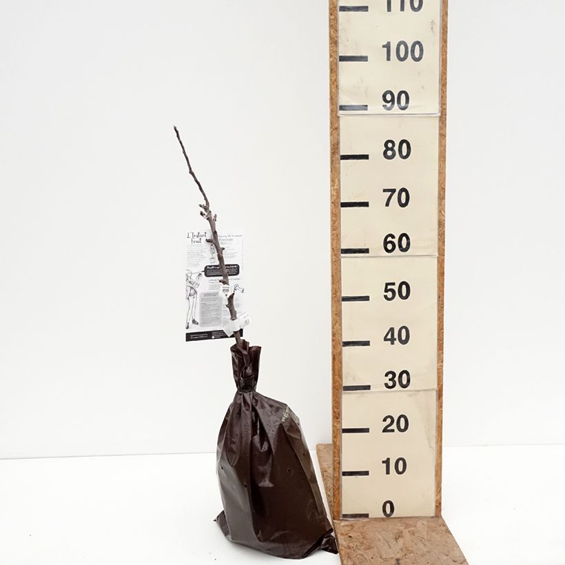 Melo colonnare Chinon Delcoblu Zolla 'Pronta da piantare', Colonnare esemplare consegnato in inverno