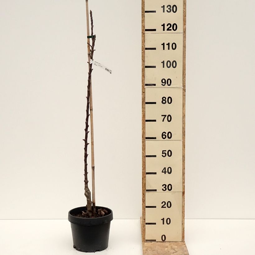 Melo colonnare Chinon Delcoblu Vaso da 7,5L/10L esemplare consegnato in inverno