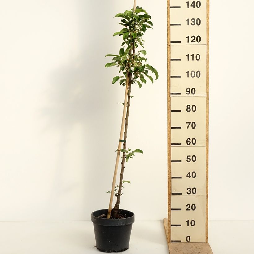 Melo colonnare Chinon Delcoblu Vaso da 7,5L/10L esemplare consegnato in primavera