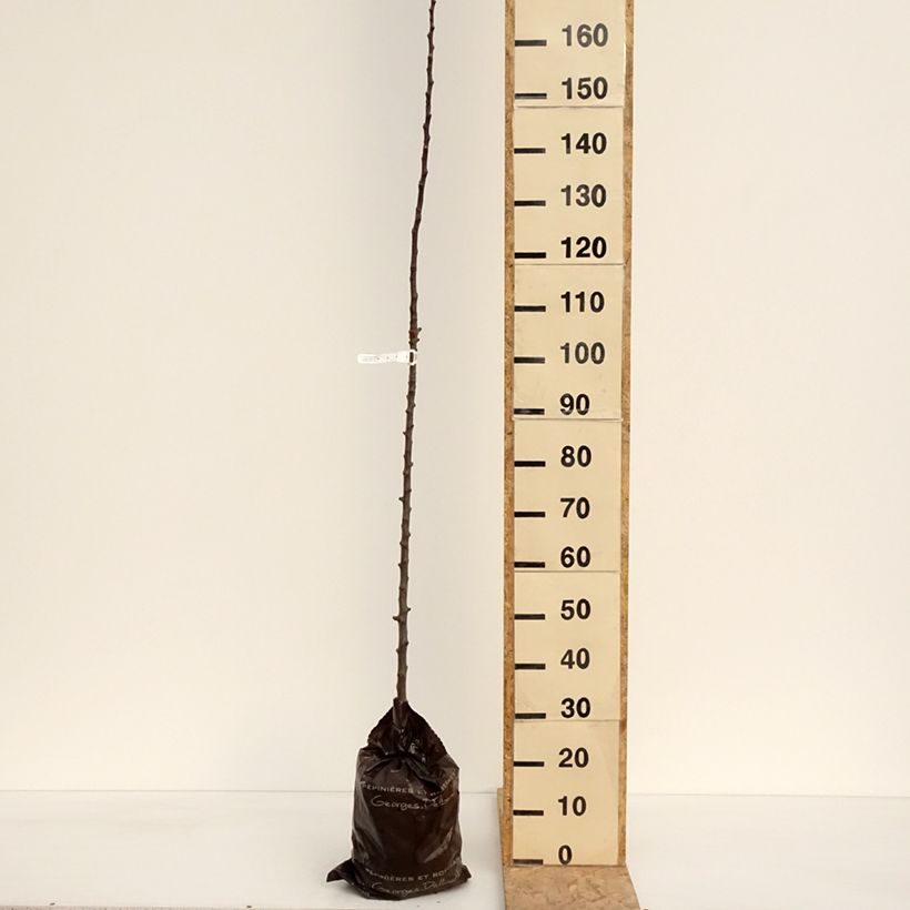 Melo colonnare Courson delfloden Zolla 'Pronta da piantare', Colonnare esemplare consegnato in primavera