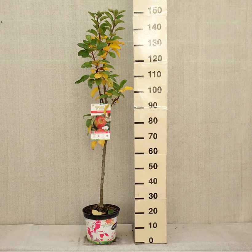 Esemplare di Melo colonnare Rhapsodiecov Vaso da 6L/7L, Colonnare come consegnato in autunno