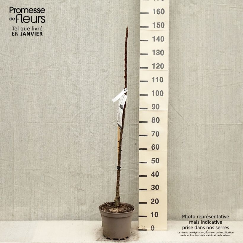 Melo colonnare Villandry Delcoti Vaso da 7,5L/10L, Colonnare esemplare consegnato in inverno