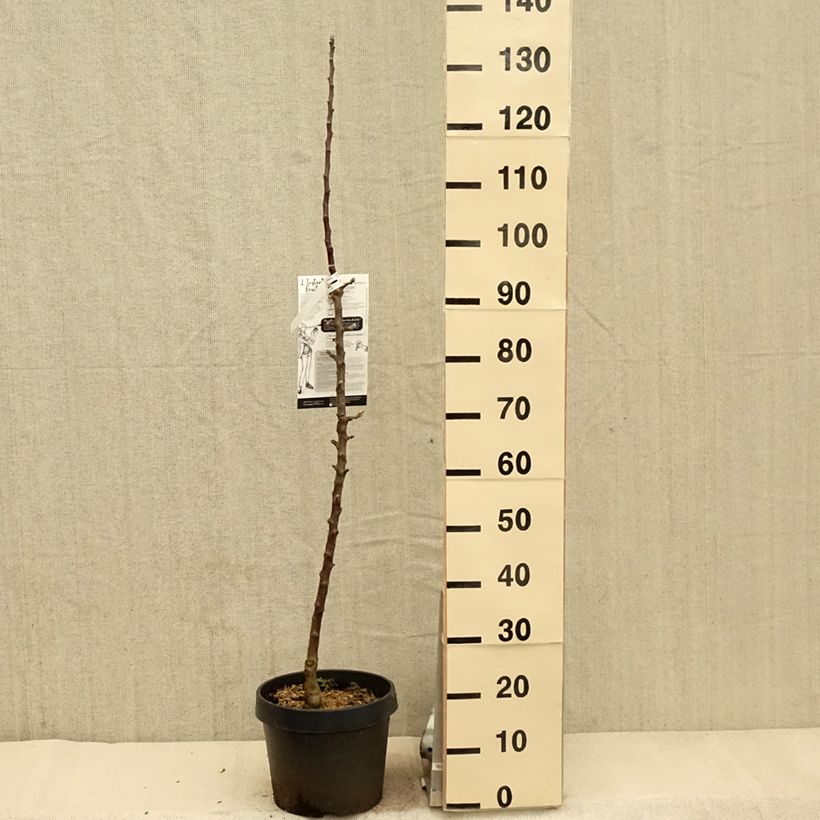 Melo colonnare Villandry Delcoti Vaso da 7,5L/10L, Colonnare esemplare consegnato in primavera