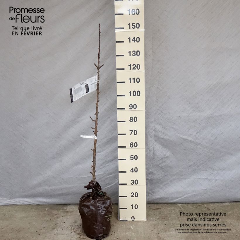 Melo colonnare Courson delfloden Zolla 'Pronta da piantare', Colonnare esemplare consegnato in inverno