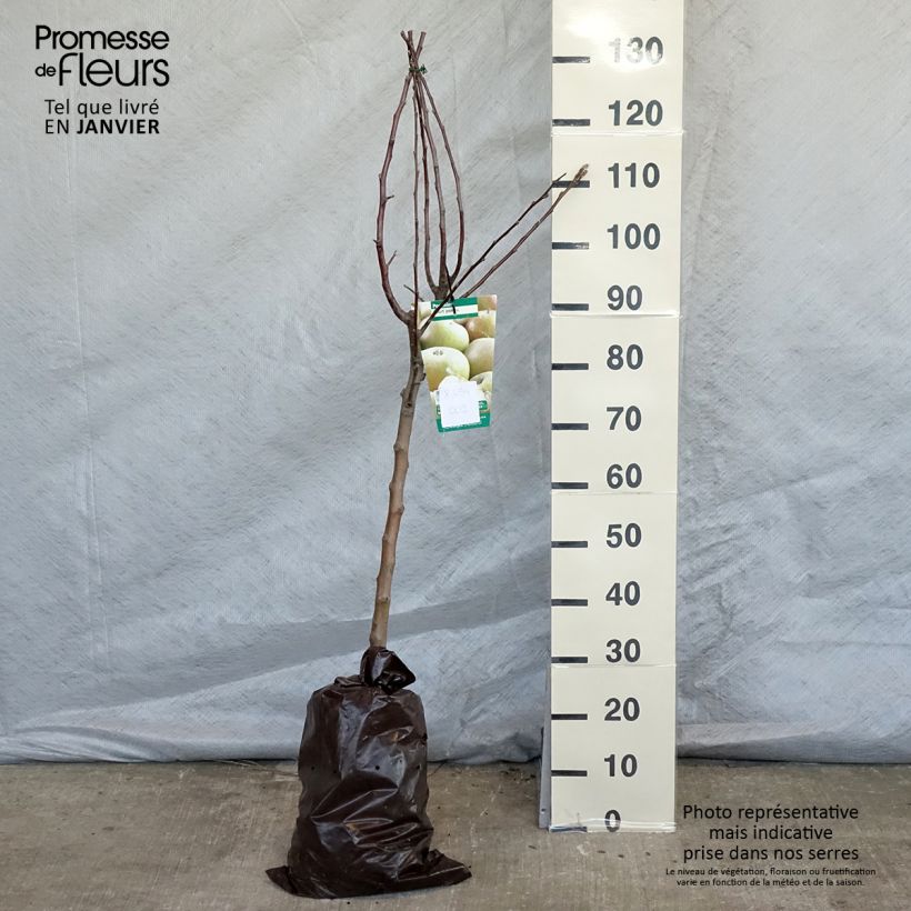 Melo Court Pendu Zolla 'Pronta da piantare', Vasetto esemplare consegnato in inverno