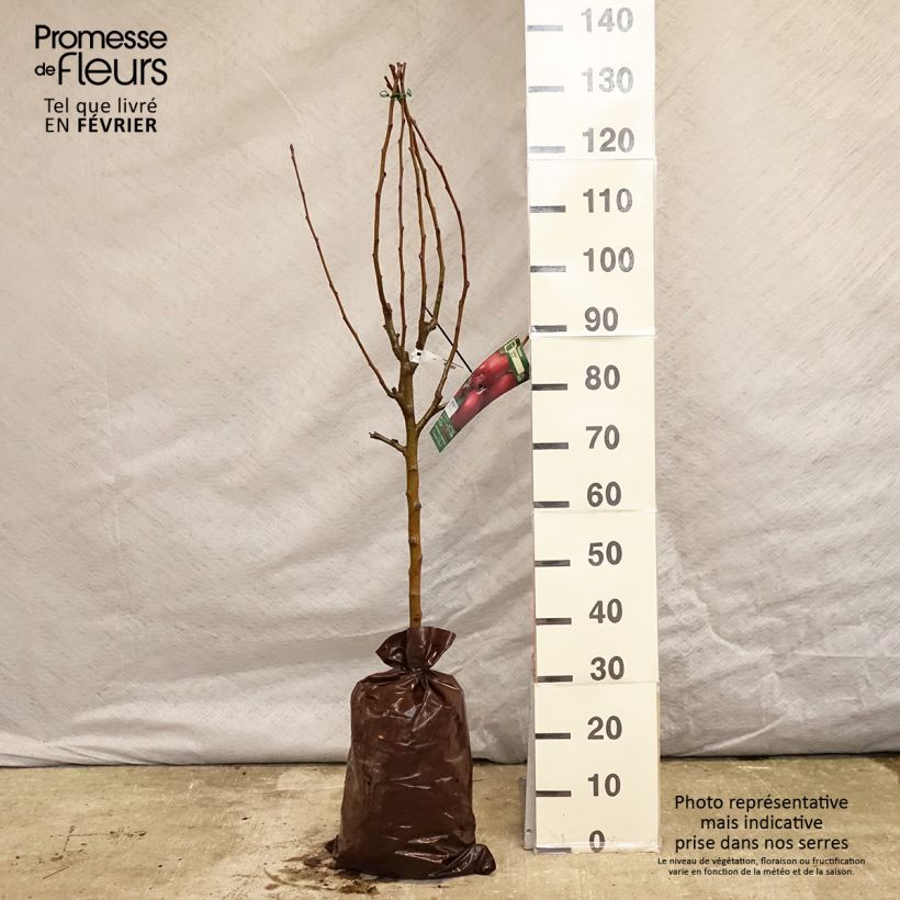 Melo Cybèle Zolla 'Pronta da piantare', Vasetto esemplare consegnato in inverno