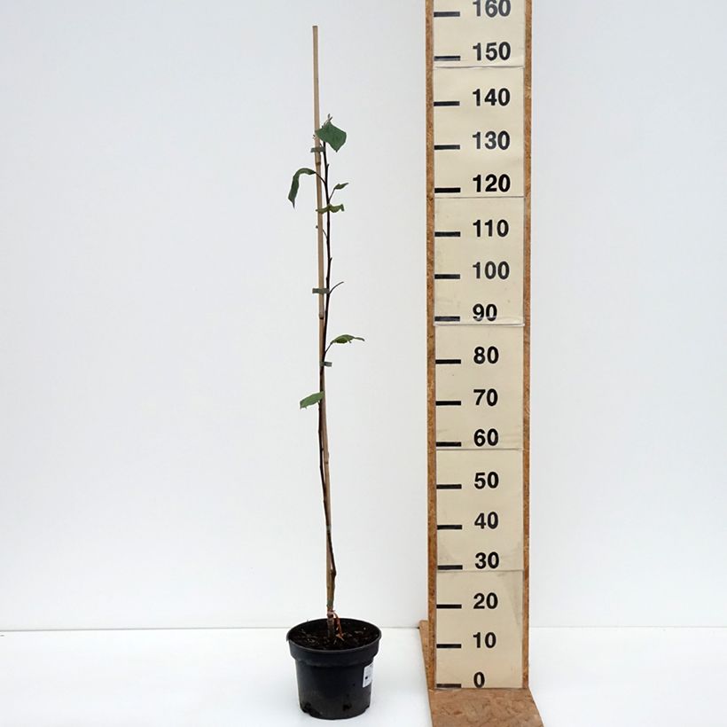 Esemplare di Melo Cynamonówka Prążkowana Vaso da 4L/5L, Astone come consegnato in autunno