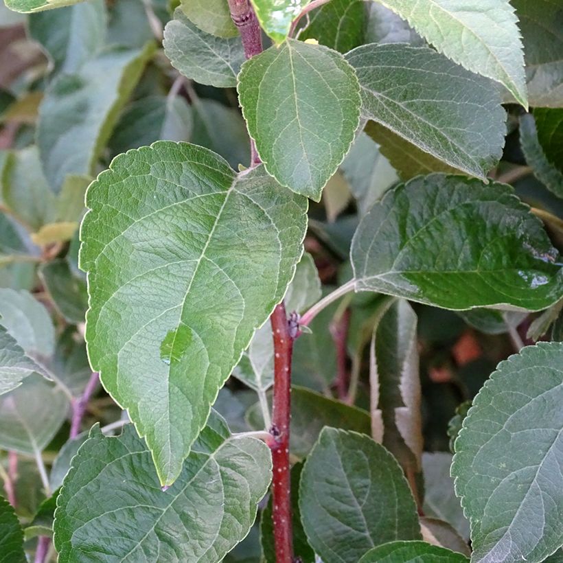 Malus Evereste 'Perpetu' - Melo da fiore (Fogliame)