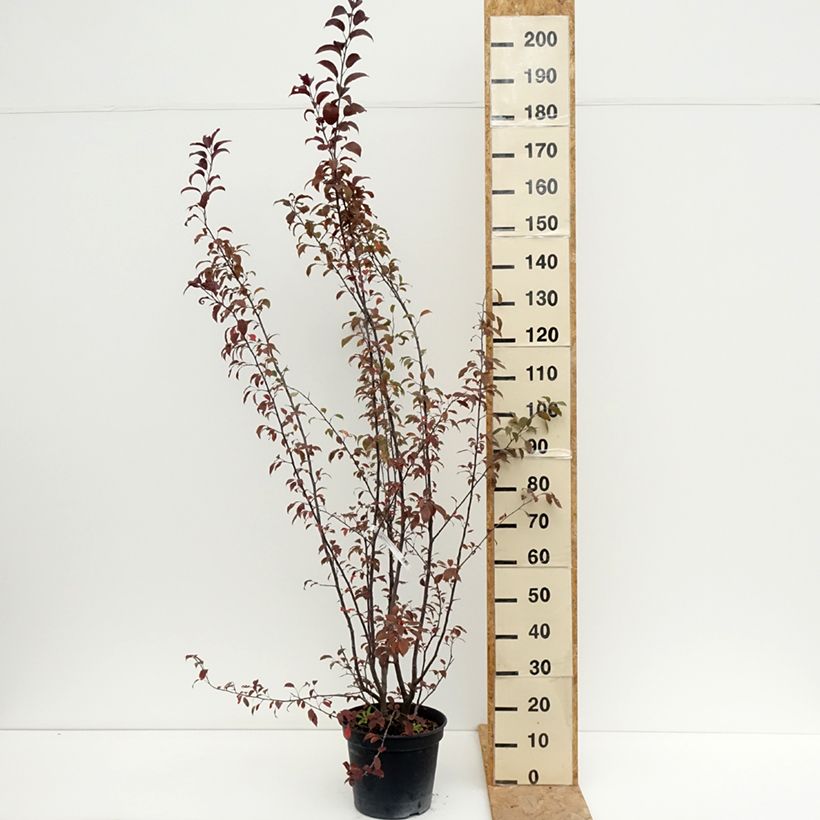 Esemplare di Malus Coccinella Courtarou - Melo da fiore Vaso da 7,5L/10L consegnato in estate