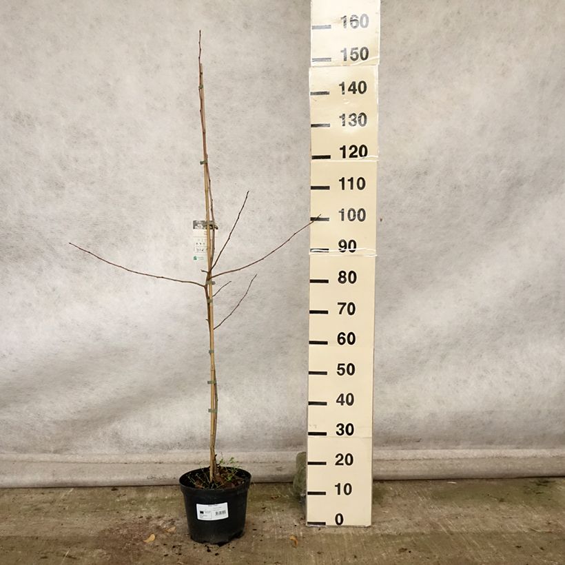 Esemplare di Malus Dolgo - Melo da fiore Vaso da 4L/5L come consegnato in autunno